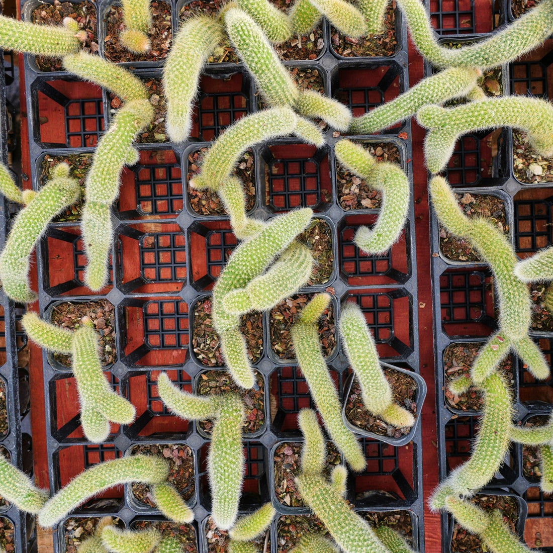 4'' Hildewintera Colademononis, Rare Live Succulent Plants