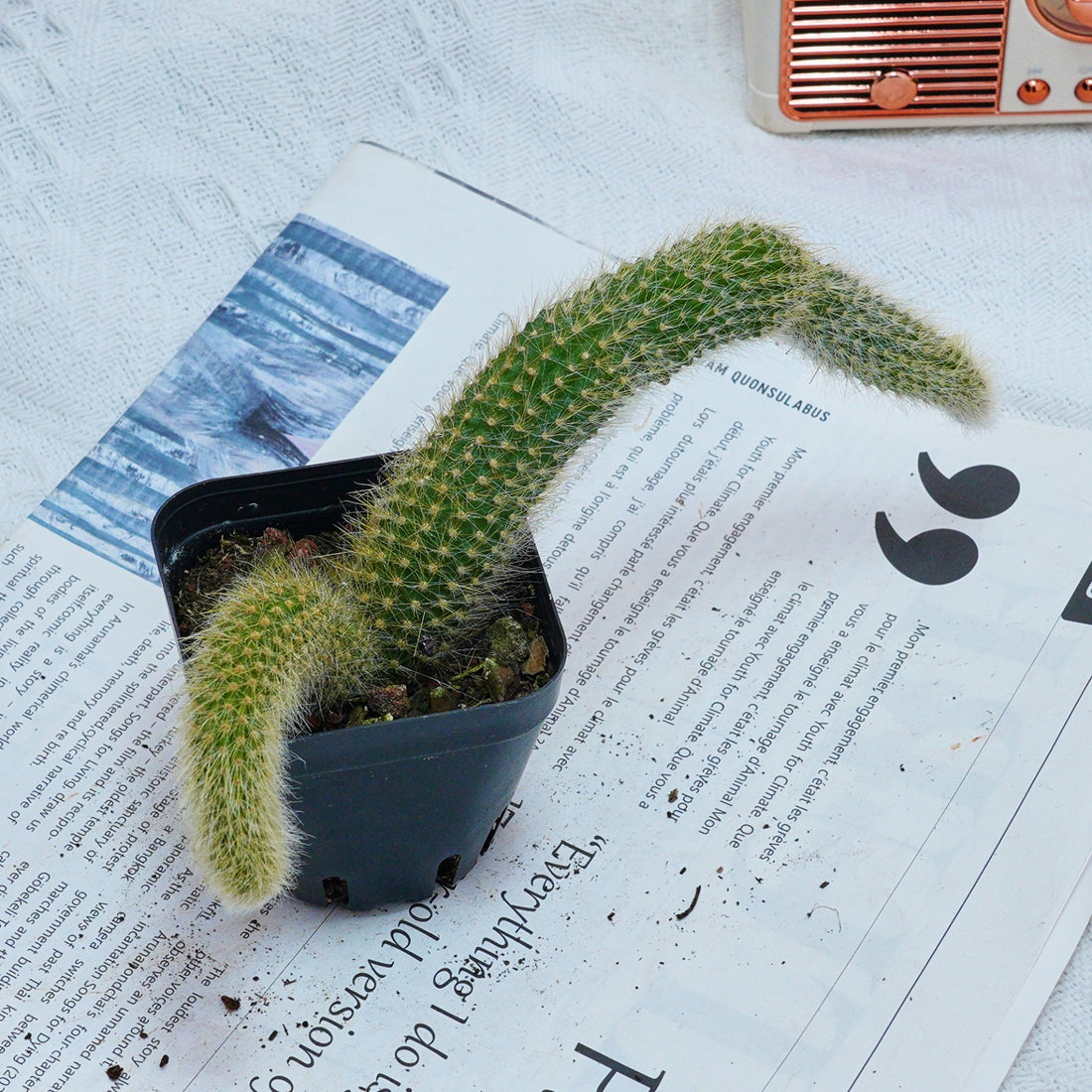 4'' Hildewintera Colademononis, Rare Live Succulent Plants
