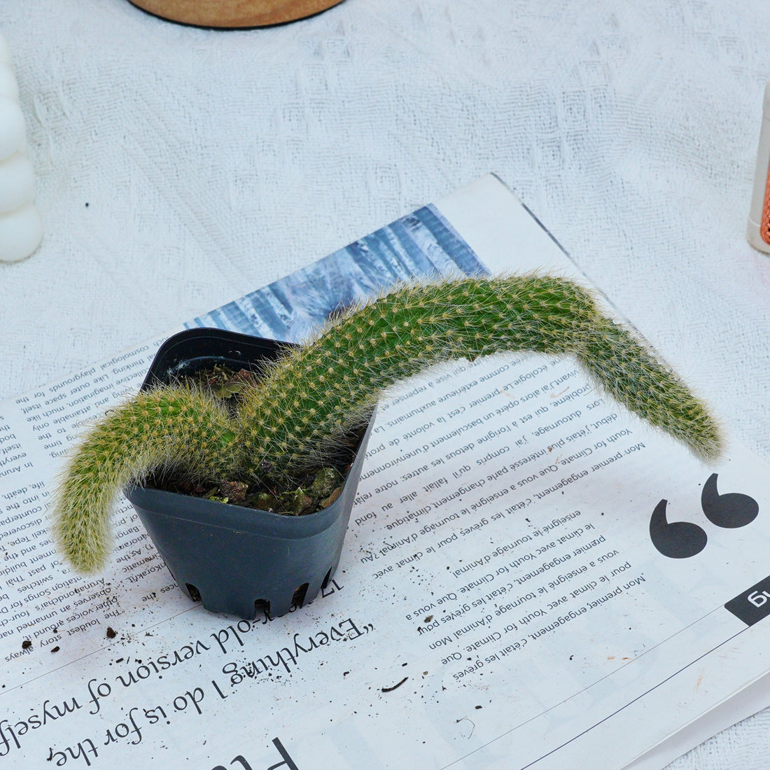 4'' Hildewintera Colademononis, Rare Live Succulent Plants