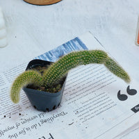 4'' Hildewintera Colademononis, Rare Live Succulent Plants