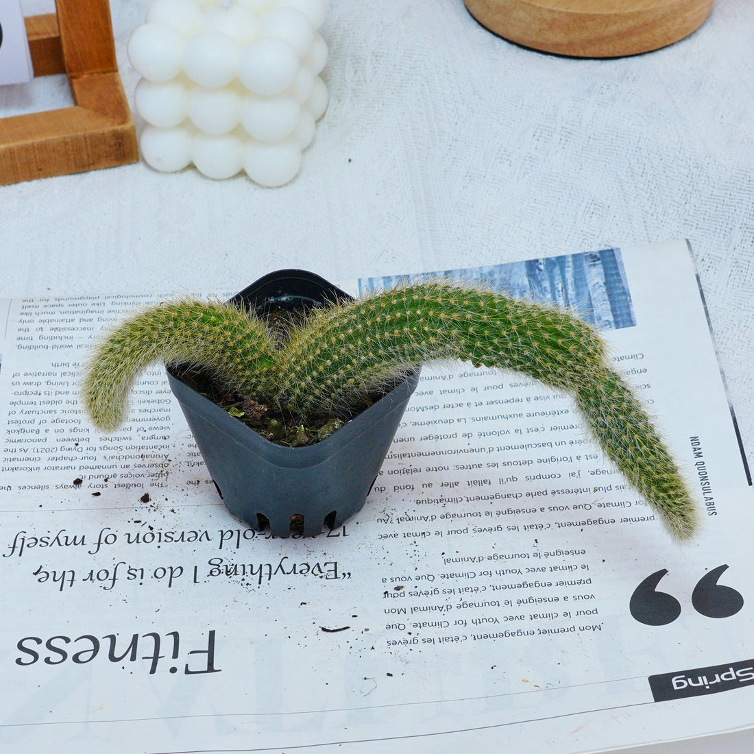 4'' Hildewintera Colademononis, Rare Live Succulent Plants