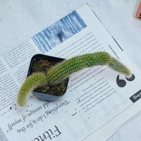 4'' Hildewintera Colademononis, Rare Live Succulent Plants