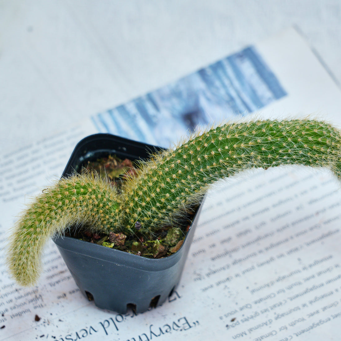 4'' Hildewintera Colademononis, Rare Live Succulent Plants