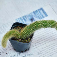4'' Hildewintera Colademononis, Rare Live Succulent Plants
