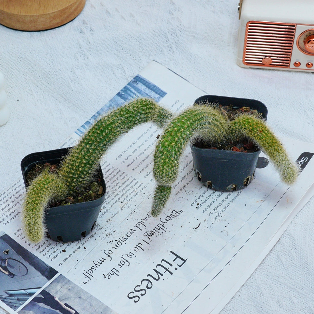 4'' Hildewintera Colademononis, Rare Live Succulent Plants