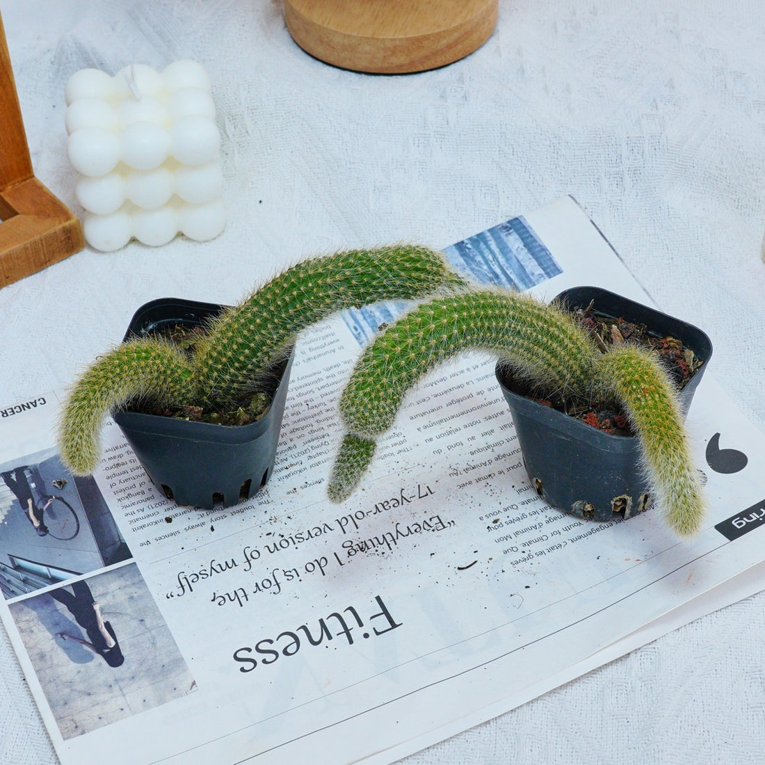 4'' Hildewintera Colademononis, Rare Live Succulent Plants