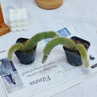 4'' Hildewintera Colademononis, Rare Live Succulent Plants