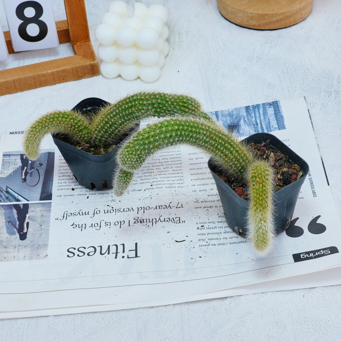 4'' Hildewintera Colademononis, Rare Live Succulent Plants