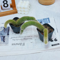 4'' Hildewintera Colademononis, Rare Live Succulent Plants