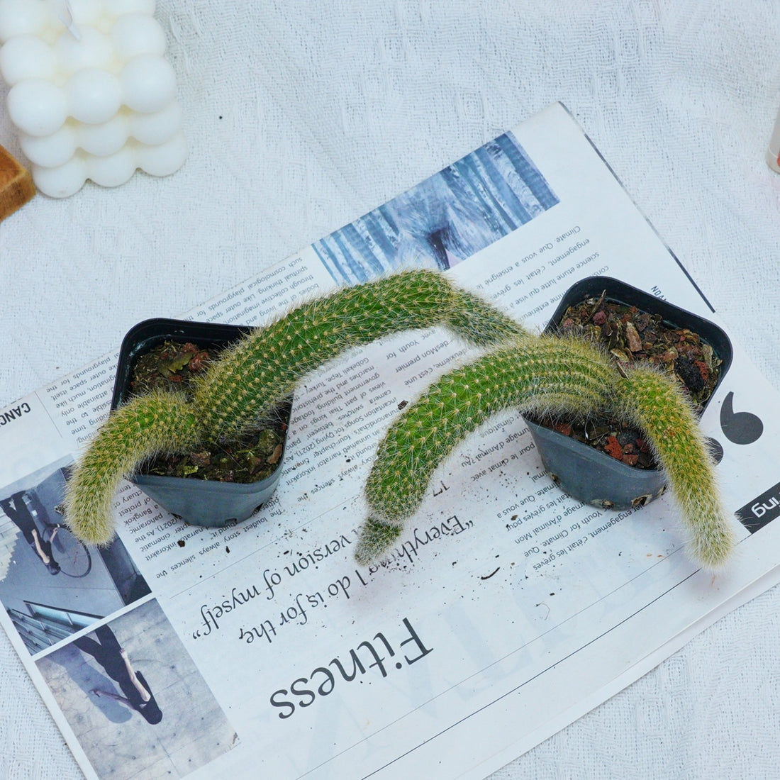 4'' Hildewintera Colademononis, Rare Live Succulent Plants