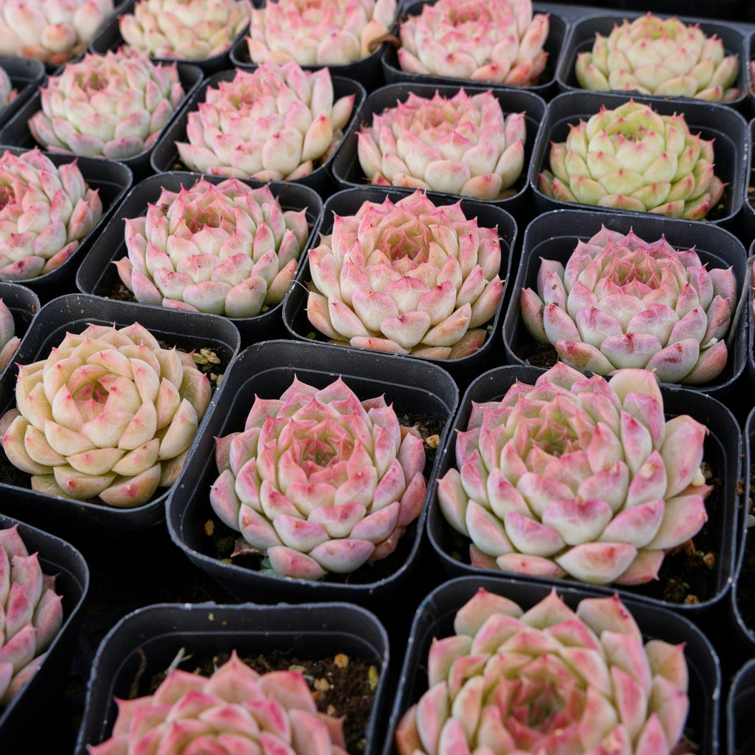 2'' Echeveria Queen Sugar, Rare Live Succulent Plants