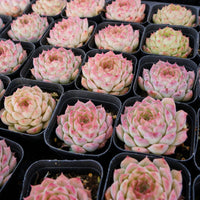 2'' Echeveria Queen Sugar, Rare Live Succulent Plants