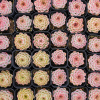 2'' Echeveria Queen Sugar, Rare Live Succulent Plants