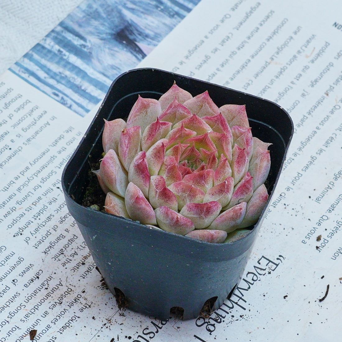 2'' Echeveria Queen Sugar, Rare Live Succulent Plants