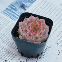 2'' Echeveria Queen Sugar, Rare Live Succulent Plants