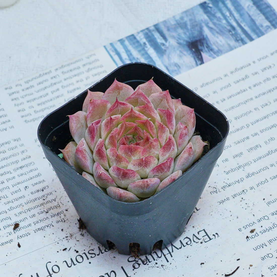 2'' Echeveria Queen Sugar, Rare Live Succulent Plants