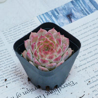 2'' Echeveria Queen Sugar, Rare Live Succulent Plants