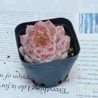 2'' Echeveria Queen Sugar, Rare Live Succulent Plants