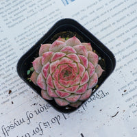 2'' Echeveria Queen Sugar, Rare Live Succulent Plants
