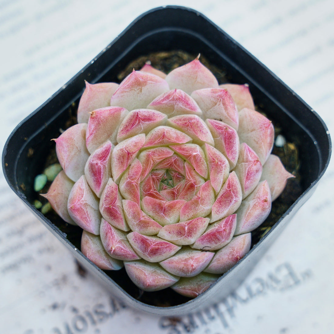 2'' Echeveria Queen Sugar, Rare Live Succulent Plants