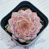 2'' Echeveria Queen Sugar, Rare Live Succulent Plants