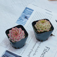 2'' Echeveria Queen Sugar, Rare Live Succulent Plants