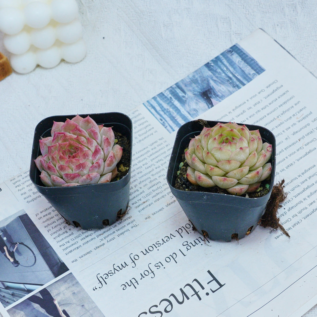 2'' Echeveria Queen Sugar, Rare Live Succulent Plants