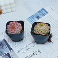 2'' Echeveria Queen Sugar, Rare Live Succulent Plants