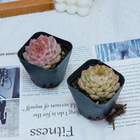 2'' Echeveria Queen Sugar, Rare Live Succulent Plants