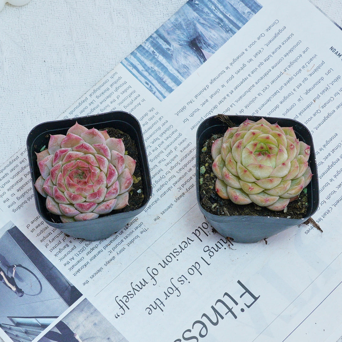 2'' Echeveria Queen Sugar, Rare Live Succulent Plants