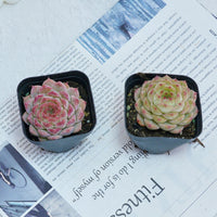 2'' Echeveria Queen Sugar, Rare Live Succulent Plants