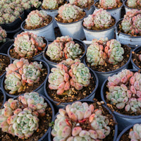 3'' Echeveria Ruby Zaragozae, Rare Live Succulent Plants