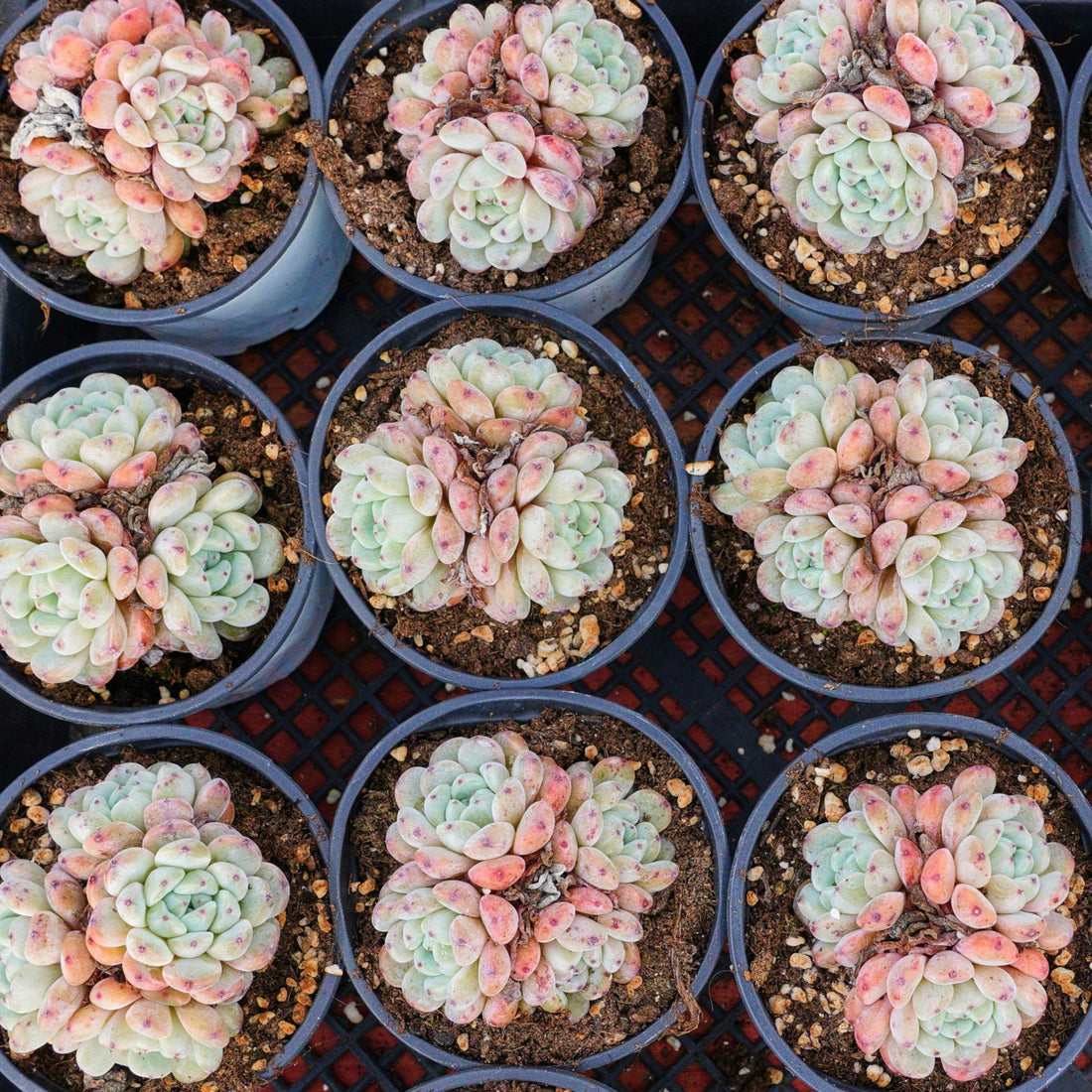 3'' Echeveria Ruby Zaragozae, Rare Live Succulent Plants
