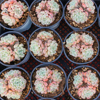 3'' Echeveria Ruby Zaragozae, Rare Live Succulent Plants