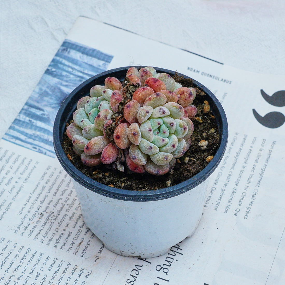 3'' Echeveria Ruby Zaragozae, Rare Live Succulent Plants