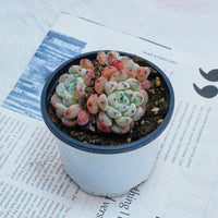 3'' Echeveria Ruby Zaragozae, Rare Live Succulent Plants