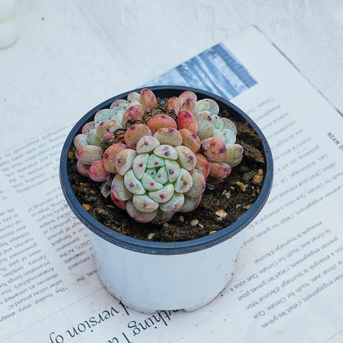 3'' Echeveria Ruby Zaragozae, Rare Live Succulent Plants