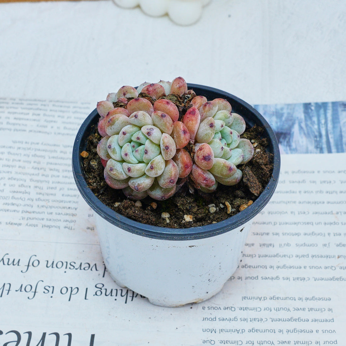 3'' Echeveria Ruby Zaragozae, Rare Live Succulent Plants