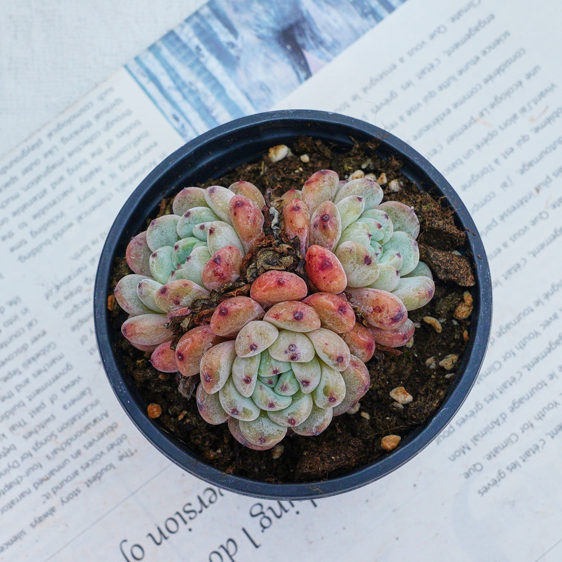 3'' Echeveria Ruby Zaragozae, Rare Live Succulent Plants