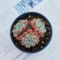 3'' Echeveria Ruby Zaragozae, Rare Live Succulent Plants