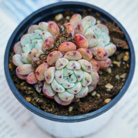 3'' Echeveria Ruby Zaragozae, Rare Live Succulent Plants