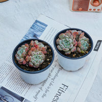 3'' Echeveria Ruby Zaragozae, Rare Live Succulent Plants