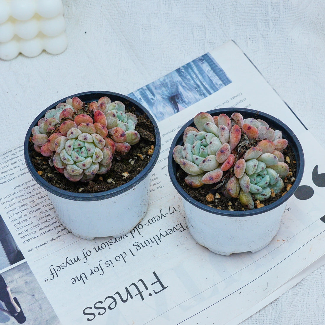 3'' Echeveria Ruby Zaragozae, Rare Live Succulent Plants