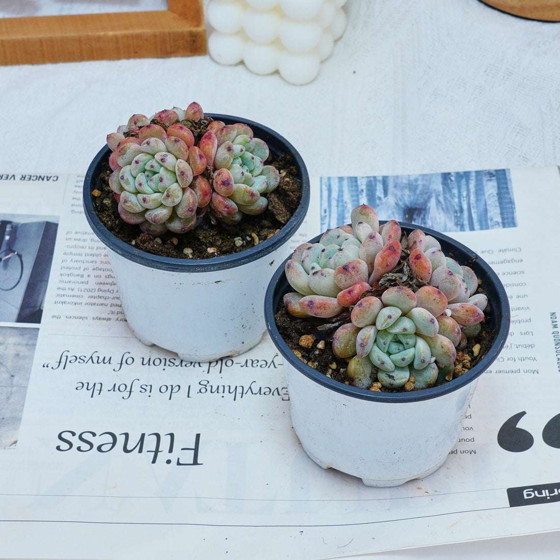 3'' Echeveria Ruby Zaragozae, Rare Live Succulent Plants