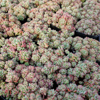 3'' Echeveria Caramel Spirit, Rare Live Succulent Plants