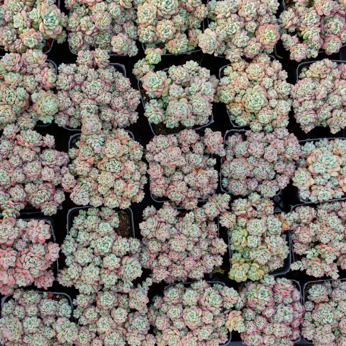 3'' Echeveria Caramel Spirit, Rare Live Succulent Plants
