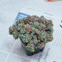 3'' Echeveria Caramel Spirit, Rare Live Succulent Plants