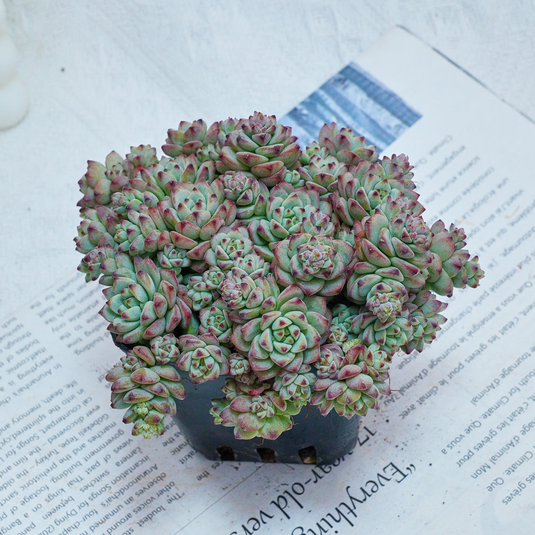 3'' Echeveria Caramel Spirit, Rare Live Succulent Plants