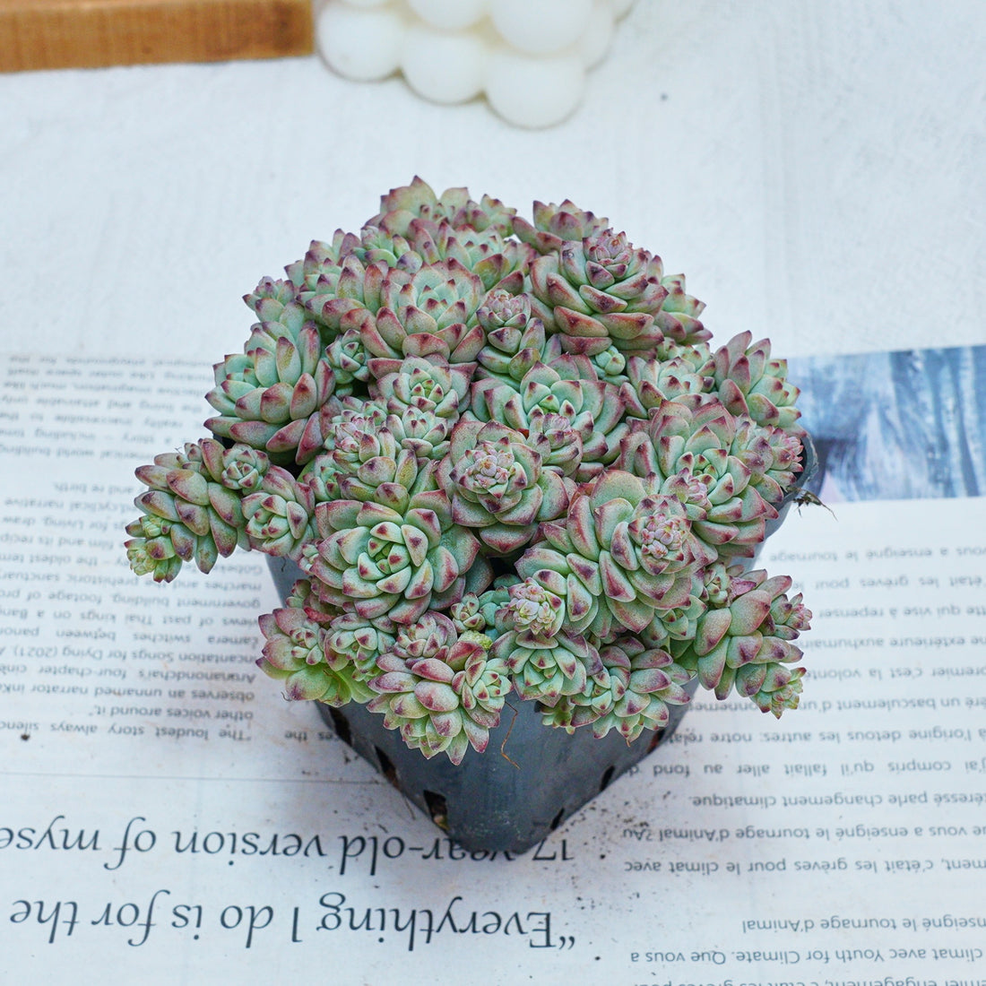 3'' Echeveria Caramel Spirit, Rare Live Succulent Plants