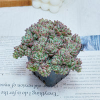 3'' Echeveria Caramel Spirit, Rare Live Succulent Plants